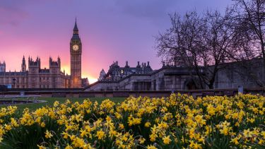 Picture of parliament at sunset, with flowers in the foreground