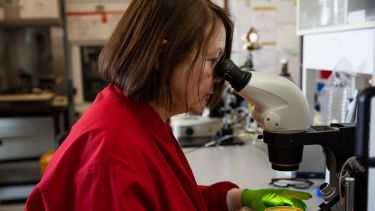 An infection researcher looking into a microscope