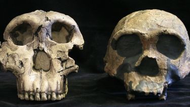 Two hominid skulls.