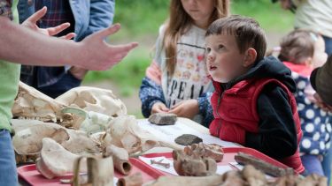 A young boy is fascinated by a collection of animal bones at an exhibition.
