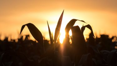 Wheat in a field