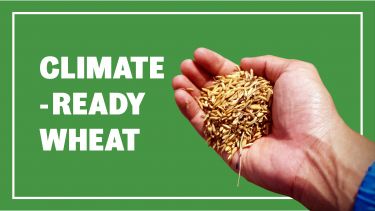 climate wheat benner image