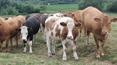 Cows grazing