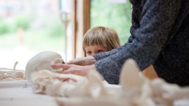 A child looking at a skull at the Woodland Heritage Festival