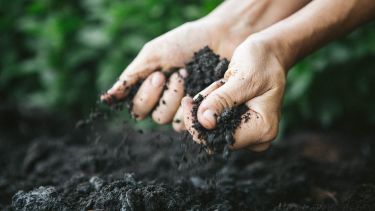 Hands holding soil