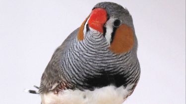 Zebra finch on branch: Credit, Dr Nicola Hemmings