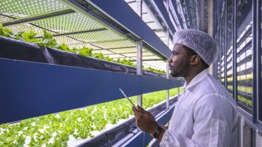 African microgreen researcher studying stacks of hydroponic plant crops in a vertical farming facility.