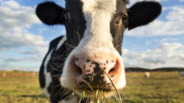 Picture of a cow close up with grass in it's mouth
