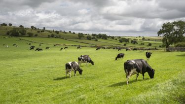 cows grazing in a field stock image