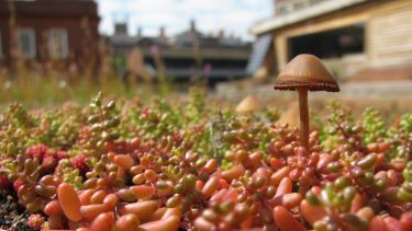 Plants and mushroom growing on a rooftop testing rig