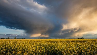 Crops in a field below a brewing thunder storm. 