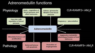 A graph on adrenomedullin functions