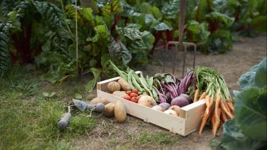 Picture of a box of allotment produce on the ground with green plants in the background