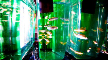 Zebrafish in tanks