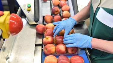 food factory: assembly line with apples and workers - stock photo