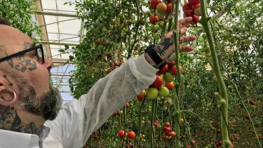 Professor Duncan Cameron inspecting tomatoes in a large greenhouse