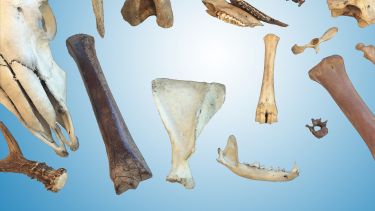 Zooarch Lab Banner with bones