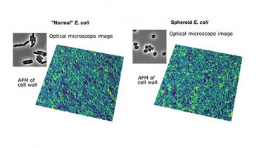 Atomic Force Microscopy (AFM) images of rod-shaped and spheroid E. coli