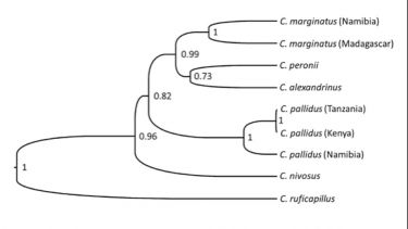 BEAST - Phylogenetics