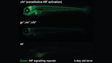 Image of zebrafish hypoxia Inducible Factor signalling activity