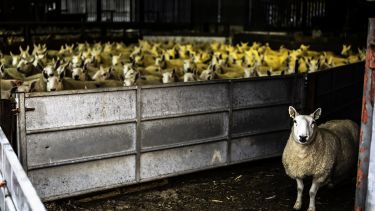 Photo of a single sheep in a barn with a metal fence behind the sheep. Behind the fence is a large flock of sheep. Stock photo.