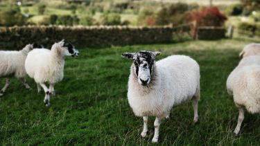 Sheep in a field in the Peak District