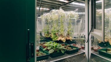 Growth chamber in the Sir David Read Controlled Environment Facility