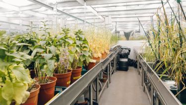 Growth room in the Sir David Read Controlled Environment Facility