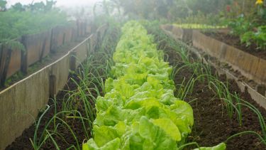 Vegetable beds in an allotment