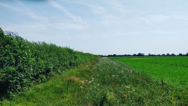 A farmer's field with a hedge running parallel