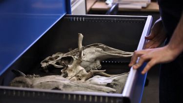 Animal skulls in reference collection