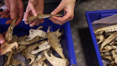 Students examining animal jaw bones from reference collection