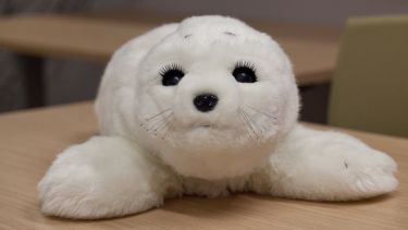 A picture of the Paro robot seal