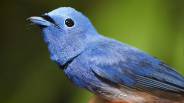 A close-up photograph of a mountain bluebird