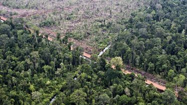 Indonesian rainforest cleared for oil palm plantation