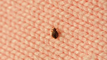 A single bed bug on a blanket fiber