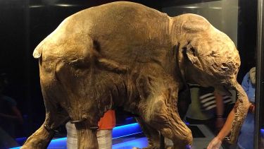 Lyuba the mummified baby mammoth in a museum