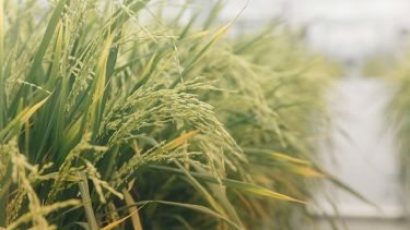 Rice crop