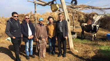 5 men stand in an rural Egyptian village next to a cow. 