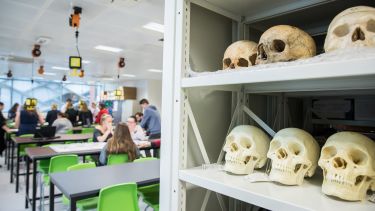 Skulls in Ella Armitage lab