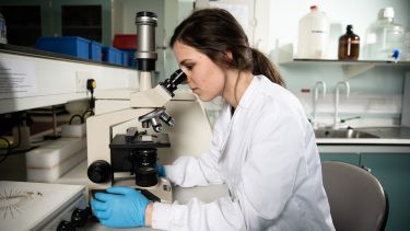 Student looks into microscope in lab