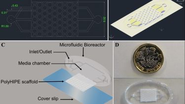Experimental equipment for growing 'bone-on-a-chip'