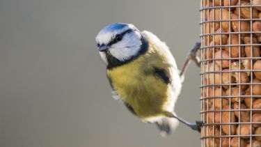 A blue tit on a bird feeder.