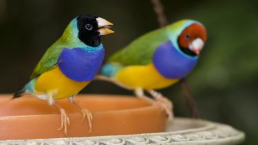 Two variations of the Gouldian Finch. One finch has a black head and the other has a red head.