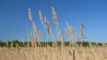 Viewof stalks in field against blue sky.