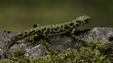 A marbled newt.