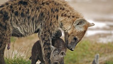 Female spotted hyena with pup.