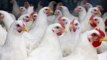 White chickens.