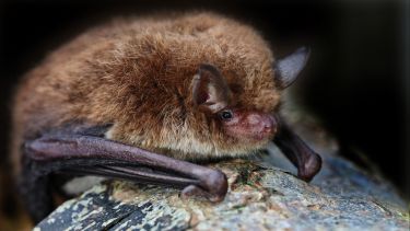 Daubenton's bat (Myotis daubentonii)
