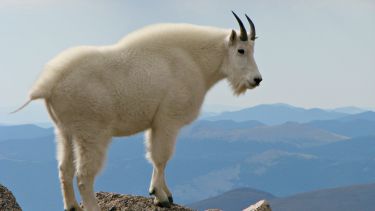 A mountain goat (Oreamnos americanus).